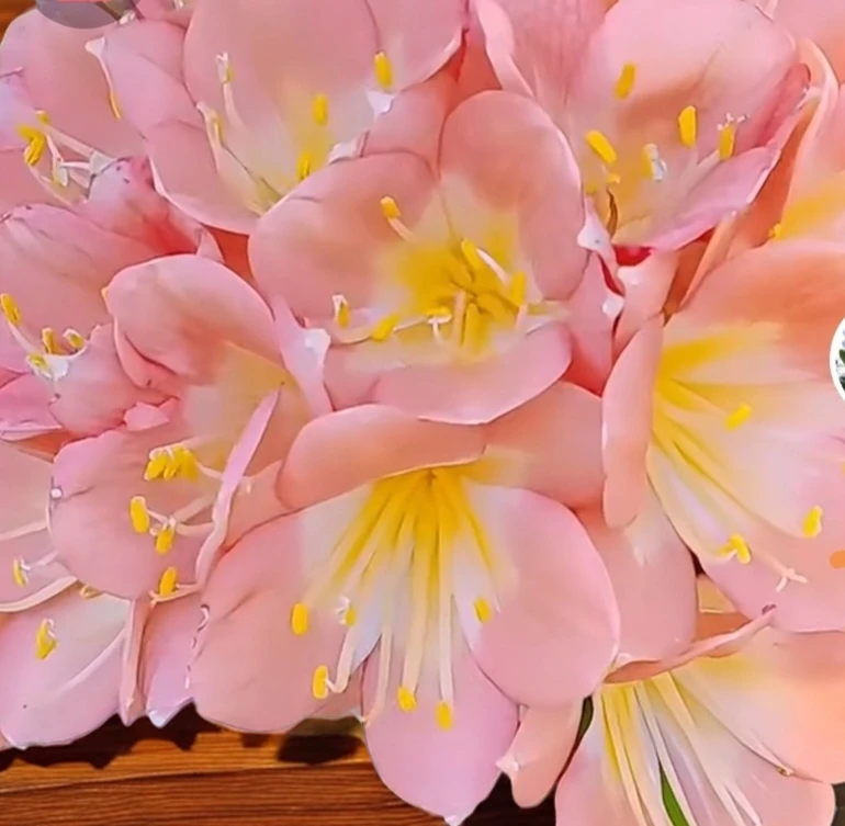 君子兰粉色花5到8叶子