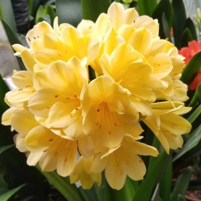 君子兰黄花苗多年生