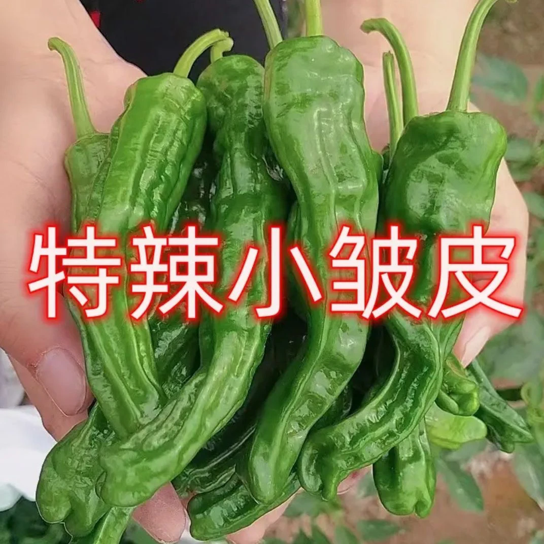 新鲜现摘小邹皮辣椒特辣土辣椒炒虎皮辣椒薄皮辣椒3斤5斤批发包邮