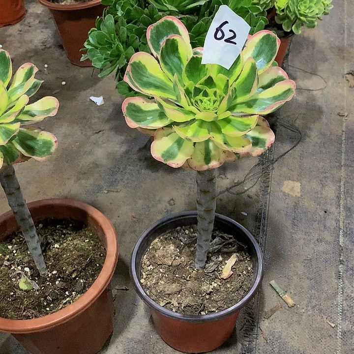 在***_花62.0000000000000