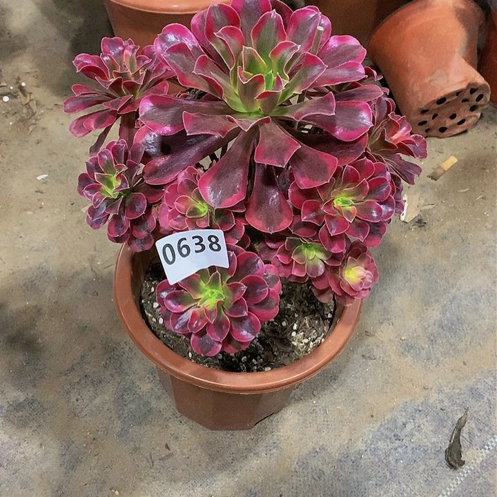 花.0638.000000000000