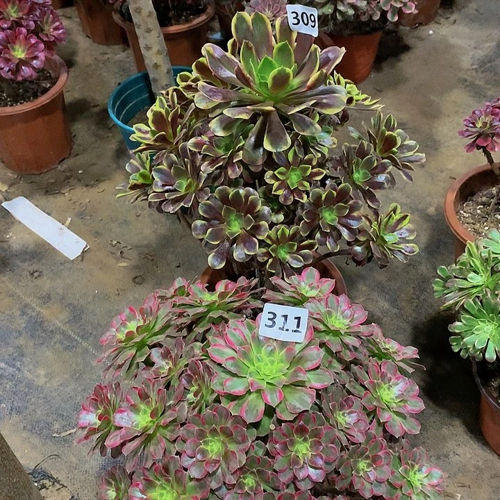 309.311花8888888888888