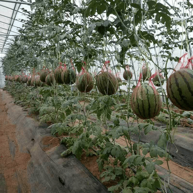 吊瓜网大棚吊西瓜网兜塑料网袋农用包邮哈密瓜带绳手提抽绳掉尼龙