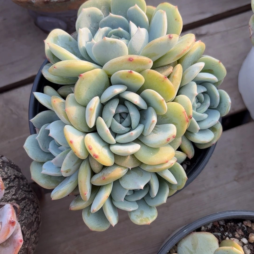 劳林1111111111111111