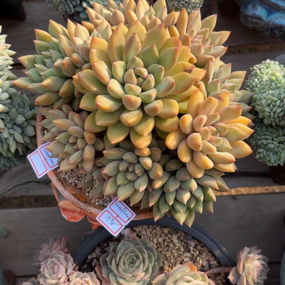 S****11111111111111111111111