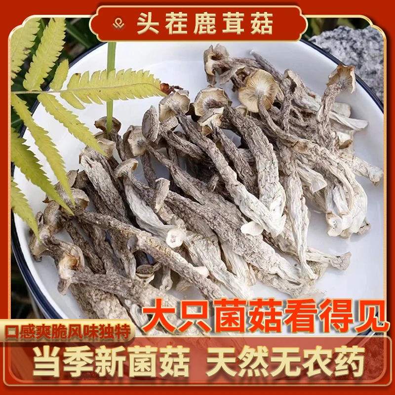 鹿茸菇干货爆炒干锅火锅优选滋养精选鲜美