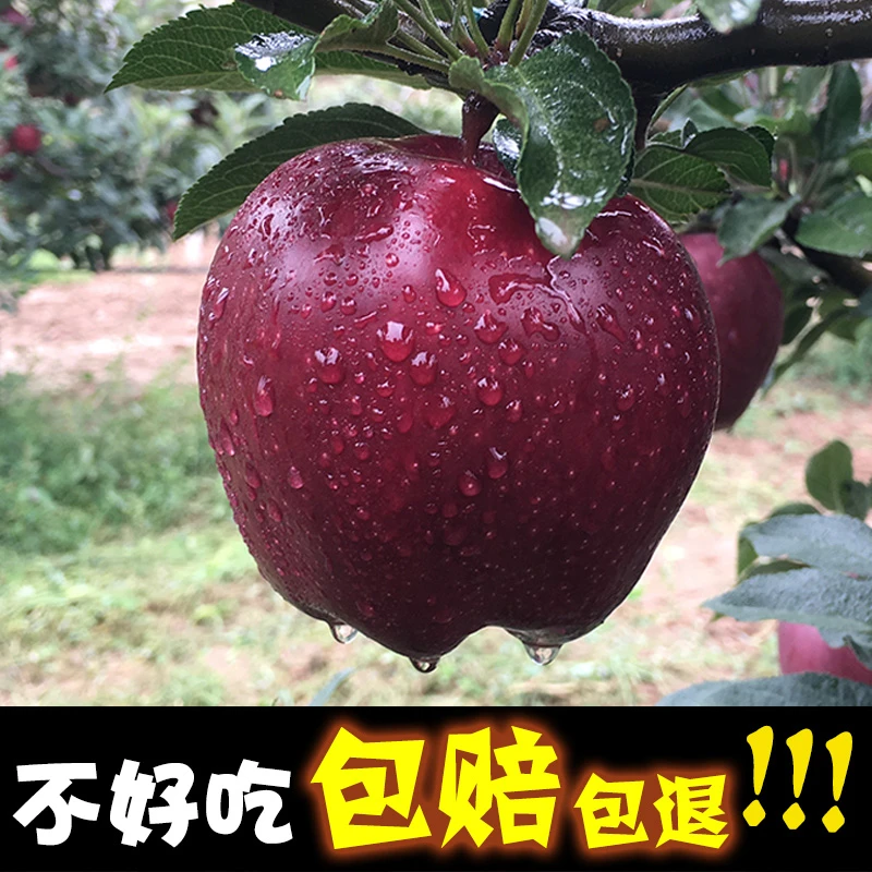 甘肃天水花牛苹果新鲜水果营养丰富色泽红自然原生态香甜软糯包邮