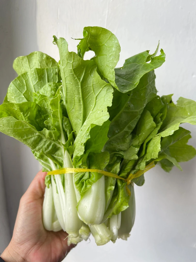小白菜约500g（生鲜下单后不支持退货，请慎拍）