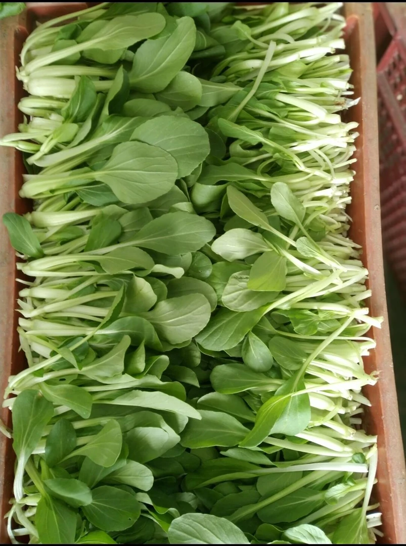 鸡毛菜约500g（生鲜下单后不支持退货，请慎拍）