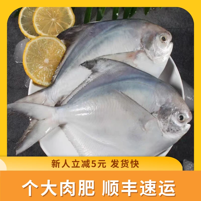 东海鲳鱼新鲜冷冻白鲳鱼银鲳鱼平鱼海鲜正宗鲳鱼大号1斤1条