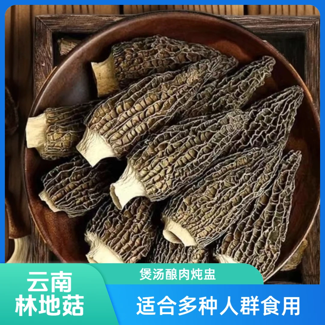 【精品7-10】云南高山林地种植头茬羊肚菌干货