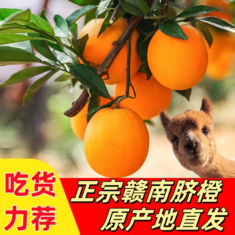 【正宗江西赣南脐橙】生态种植现摘现发橙子果农自卖应季孕妇水果