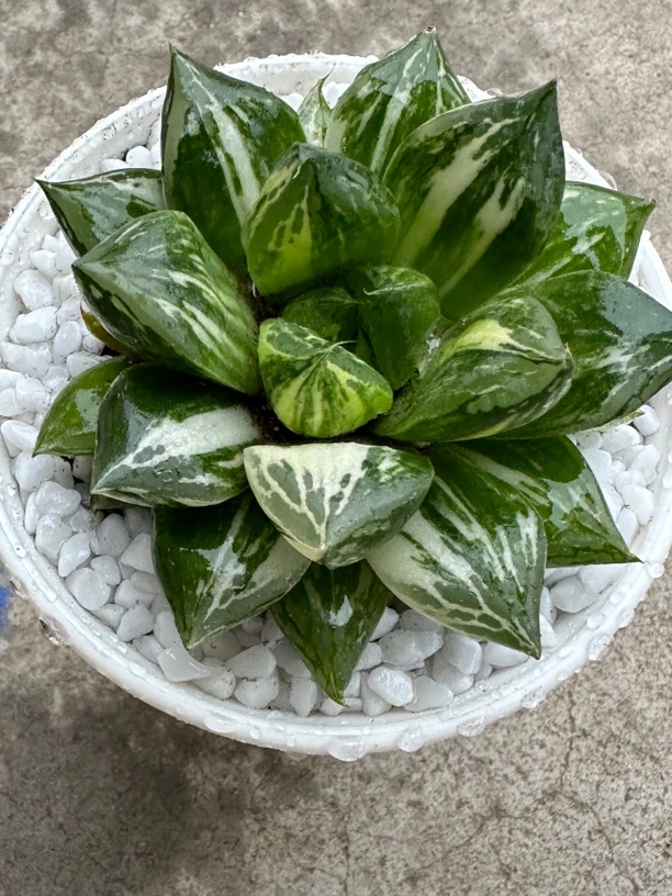 宝草锦【满16包邮】多肉植物
