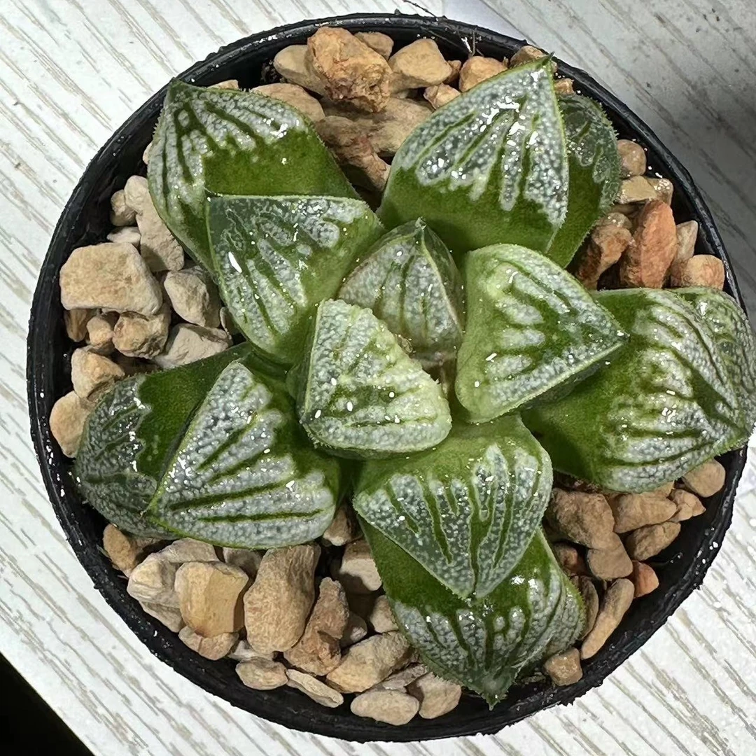 【白羊座】十二卷多肉植物（满16包邮）