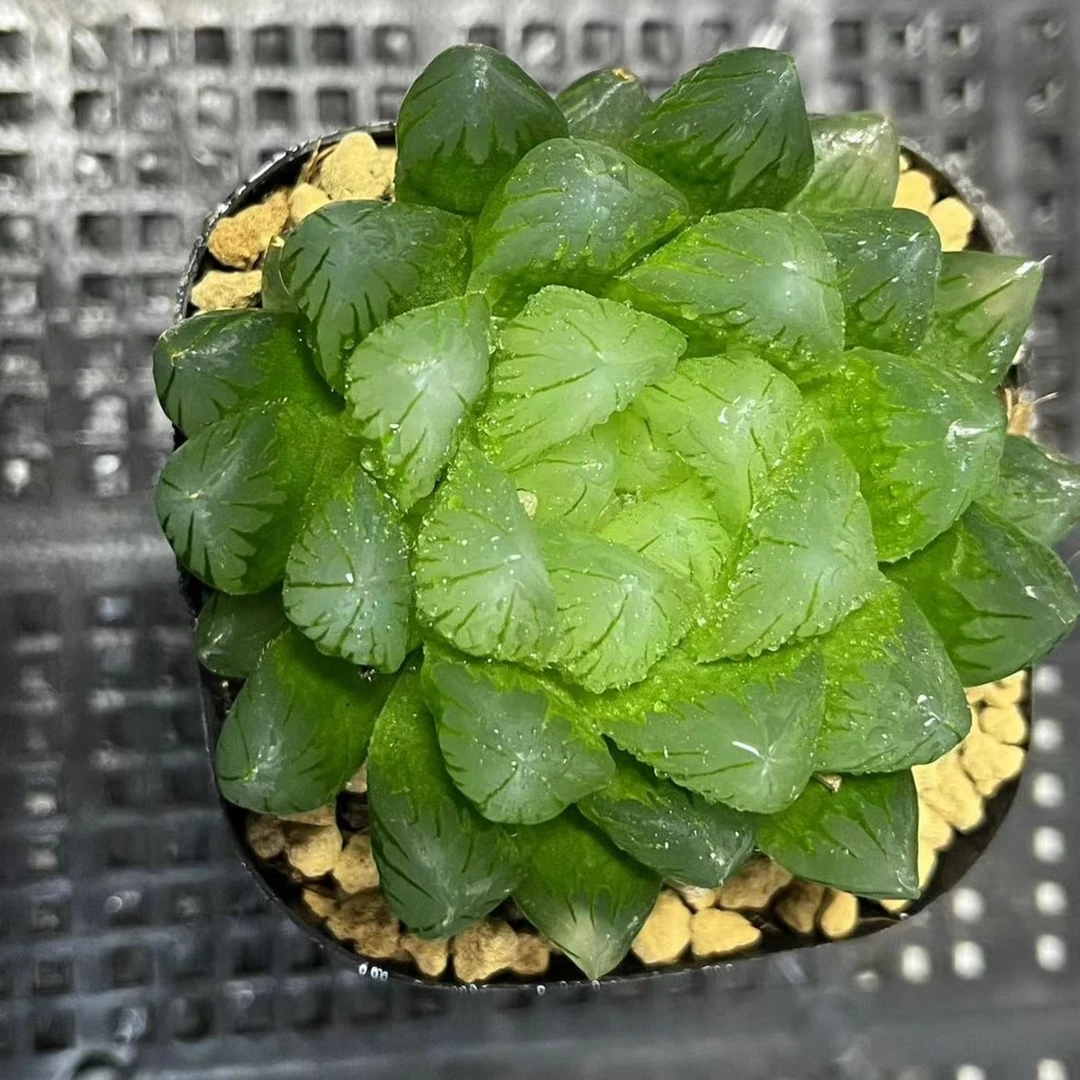 龙鳞玉露【满16包邮】多肉植物