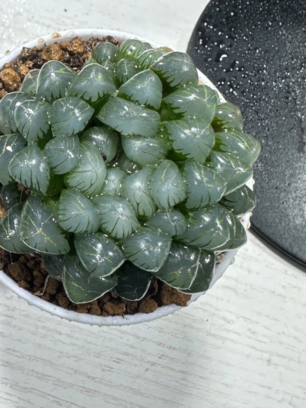 【糯姬母本】十二卷多肉植物（满16包邮）