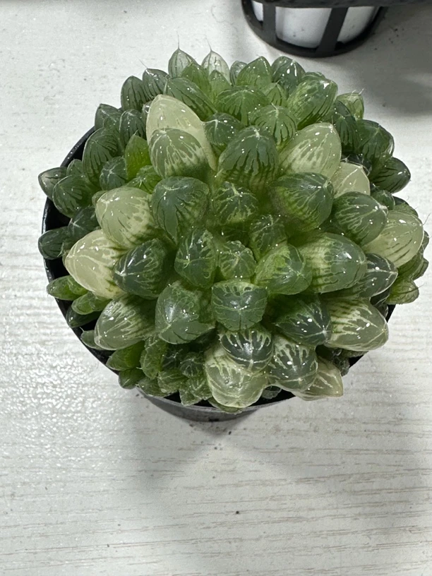琥珀群【满16包邮】多肉植物