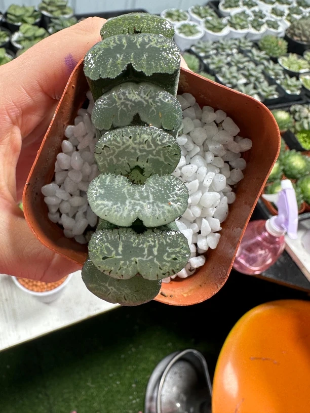 海野玉扇【满16包邮】多肉植物