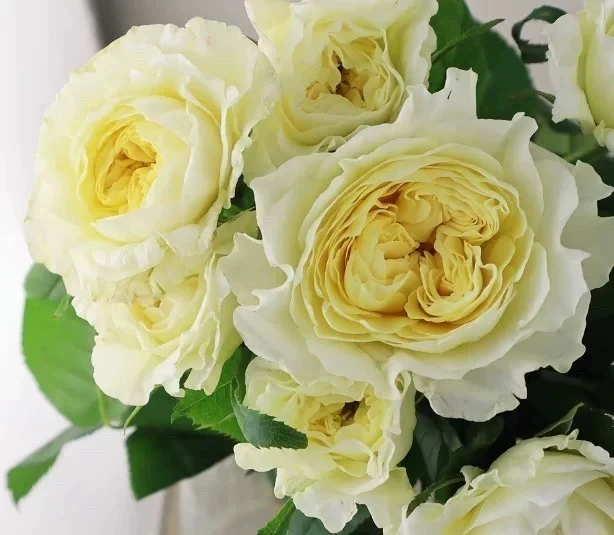 柠檬糖 超新品自育月季 藤本大花 多头勤花抗病 直立耐开多季开花