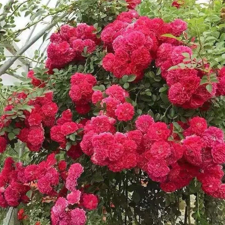 红罗莎莉月季花苗四季开花浓香庭院爬藤植物室内盆栽玫瑰蔷薇花卉