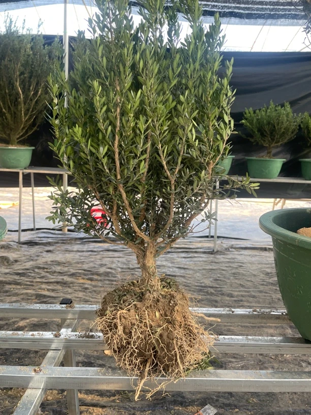 黄杨素材 黄杨盆景 黄杨造型树 一物一拍专用链接