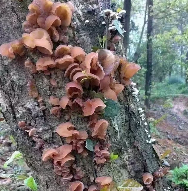 云南楚雄双柏野生黑木耳130克