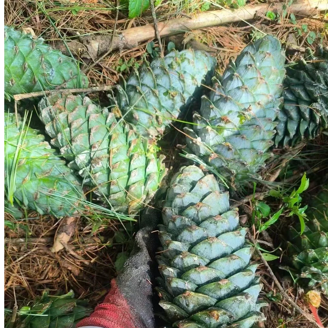 云南楚雄双柏哀牢山特大颗粒落水松子1000克/1500克/2000克