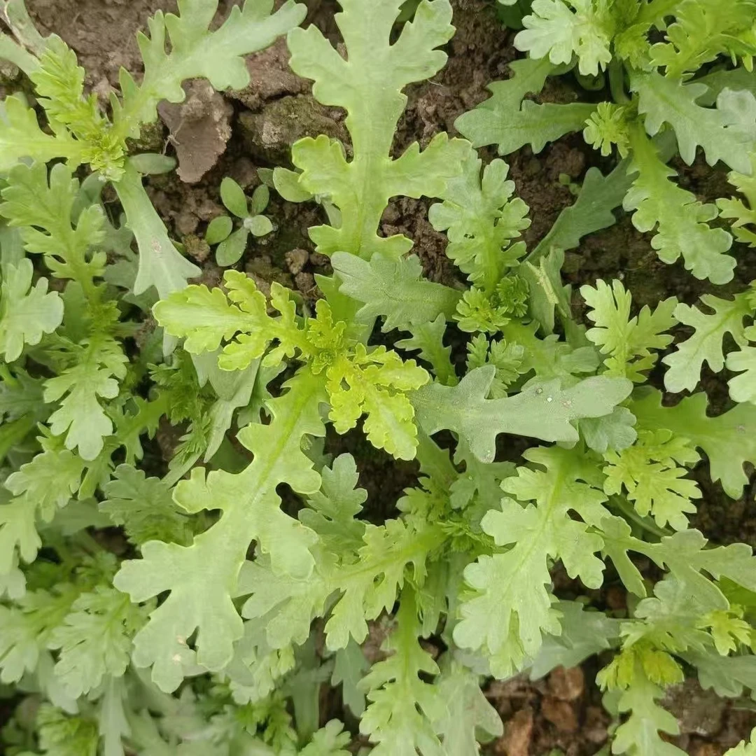 河南新鲜现挖3斤茼蒿