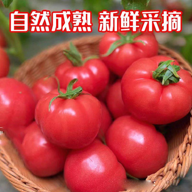 现摘沙瓤西红柿3斤5斤河南发货