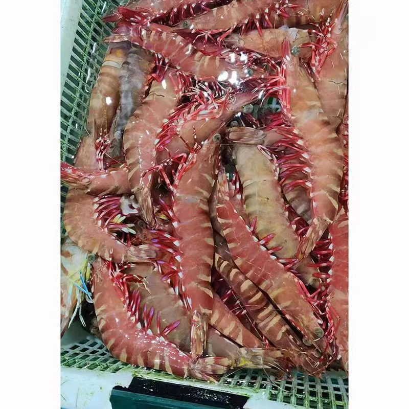 青岛当地纯野生大大号红爪虾，花虎虾一斤10-14只净重两斤顺丰