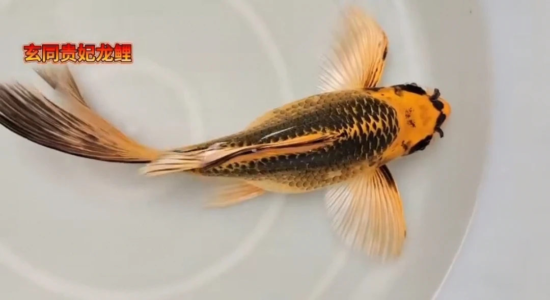 火凤凰蝴蝶鲤15-40cm