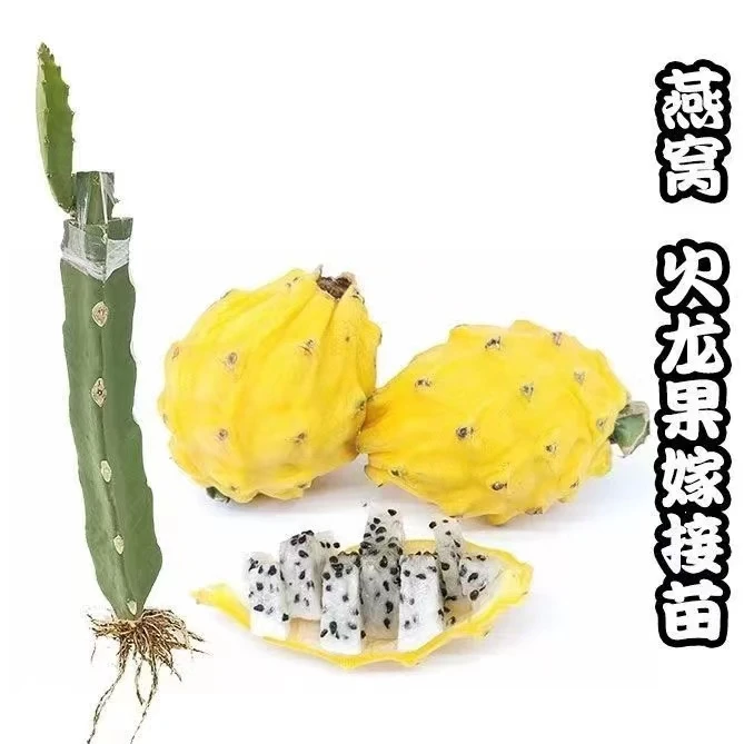 新品种燕窝火龙果苗麒麟果厄瓜多尔黄皮白心四季结果果苗盆栽树苗