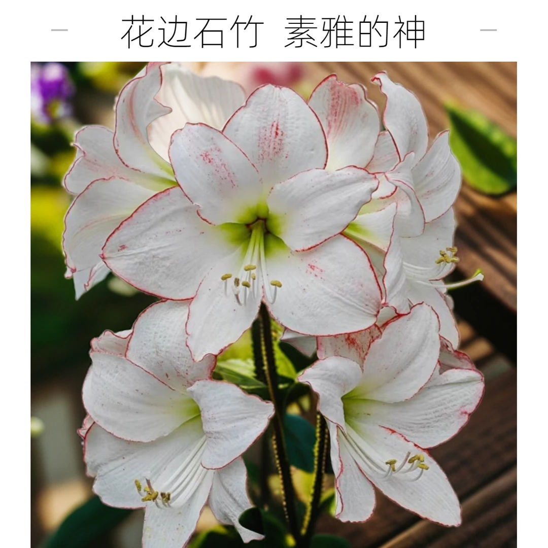 有寻种球花边石竹精选单瓣朱顶红现货种球多年生素雅色调