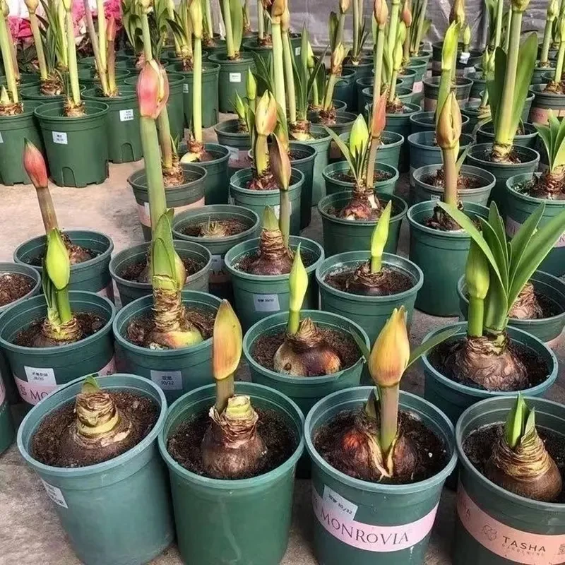 荷兰进口特大朱顶红种球重瓣超大球盆栽室内阳台花卉四季庭院植物