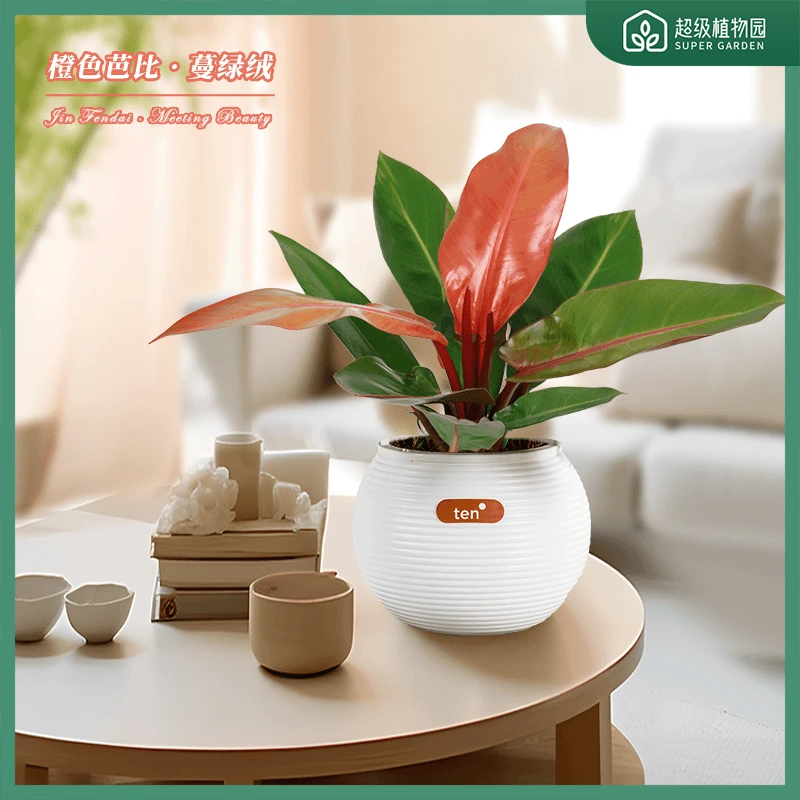 【橙心如意】橙王子氧气植物阳光帝王蔓绿绒北欧风除甲醛室内绿植