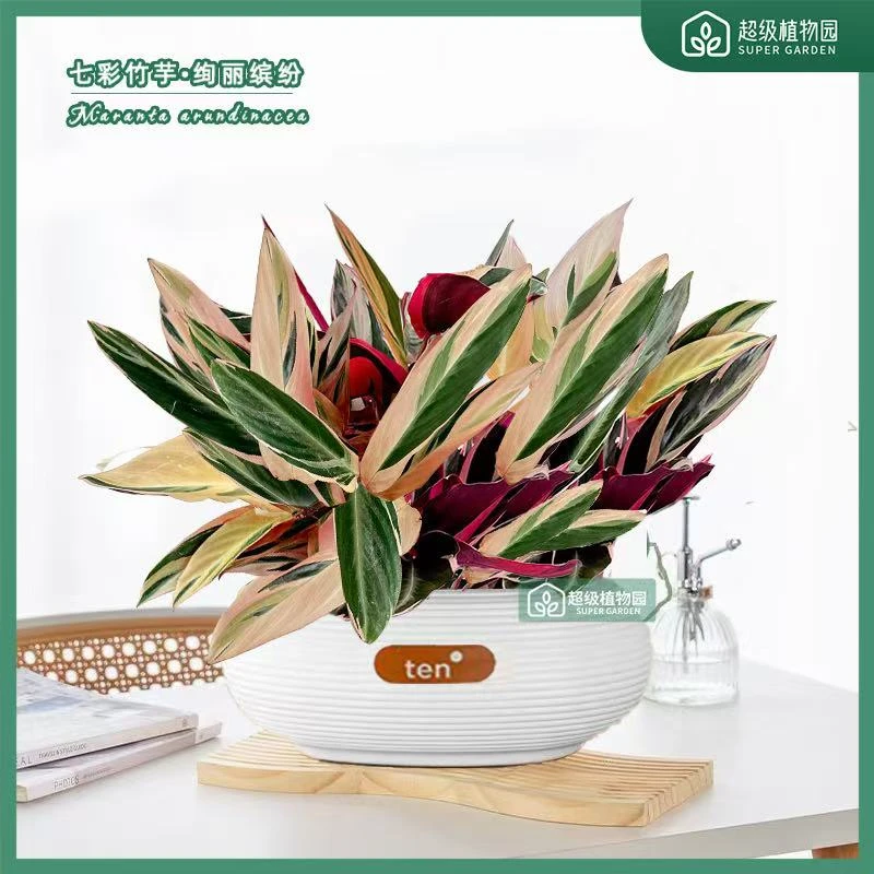 七彩竹芋网红盆栽绿植彩虹油画花卉植物室内花办公室客厅好养易活