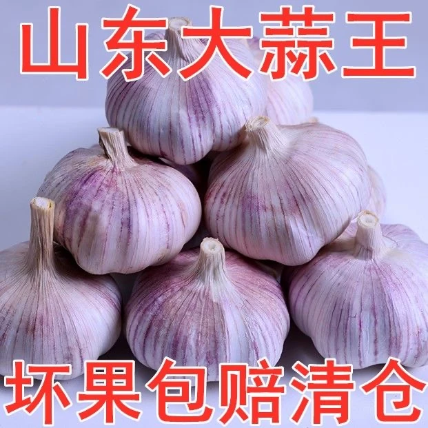 【金乡大蒜】5斤2024新干大蒜农家自种新鲜紫白皮大蒜头0.5斤3斤9斤