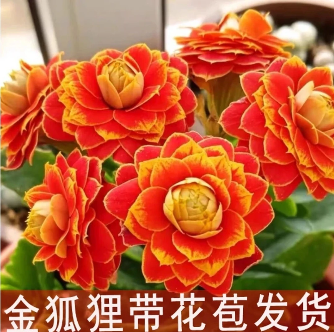 重瓣金狐狸长寿花盆栽室内绿植四季开花好养观花多肉花卉