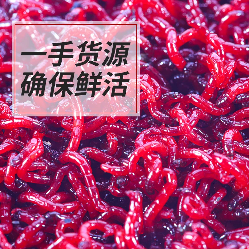 新鲜红虫户外红虫钓饵腥味使用大号鲜活饵垂钓野钓鱼公虫喂鱼饵料