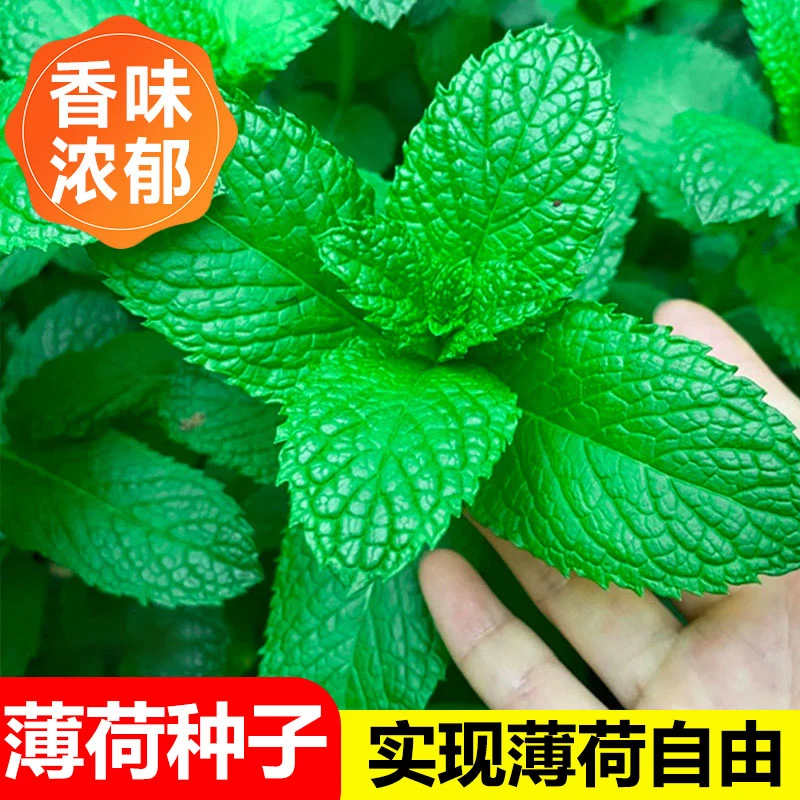 食用薄荷种子夏天家庭驱蚊新手种植精品发芽播种采摘绿色发芽绿色