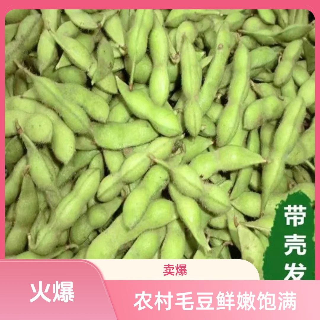 农村自种毛豆鲜嫩饱满现摘现发带壳青豆老品种