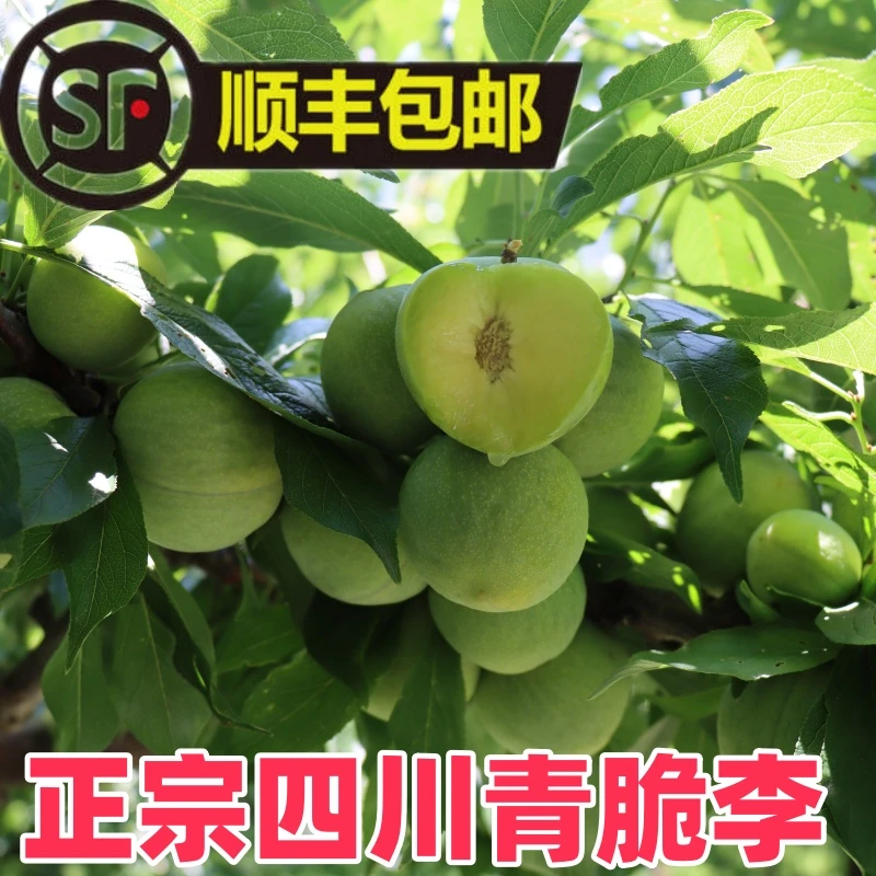 【顺丰包邮】李子新鲜采摘四川阿坝脱骨青脆李孕妇水果时令脆甜多汁