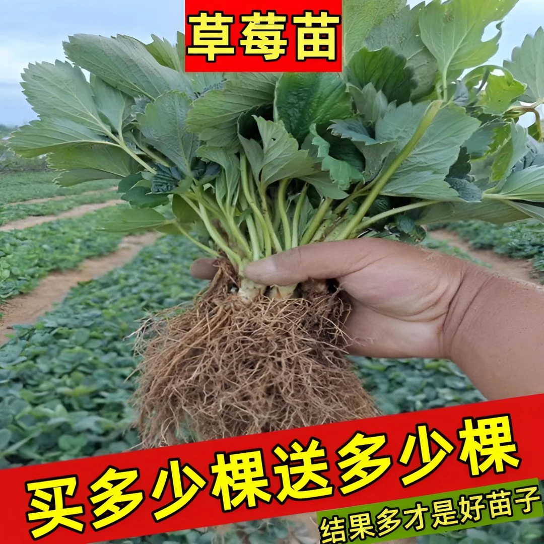 奶油草莓苗果树苗南方北方盆栽地载四季结果食用草莓秧特大草莓苗