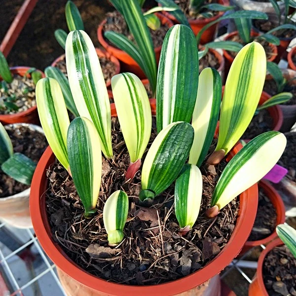 长春精品君子兰彩兰小苗立板短叶圆头室内绿植盆栽吸甲醛国兰包邮