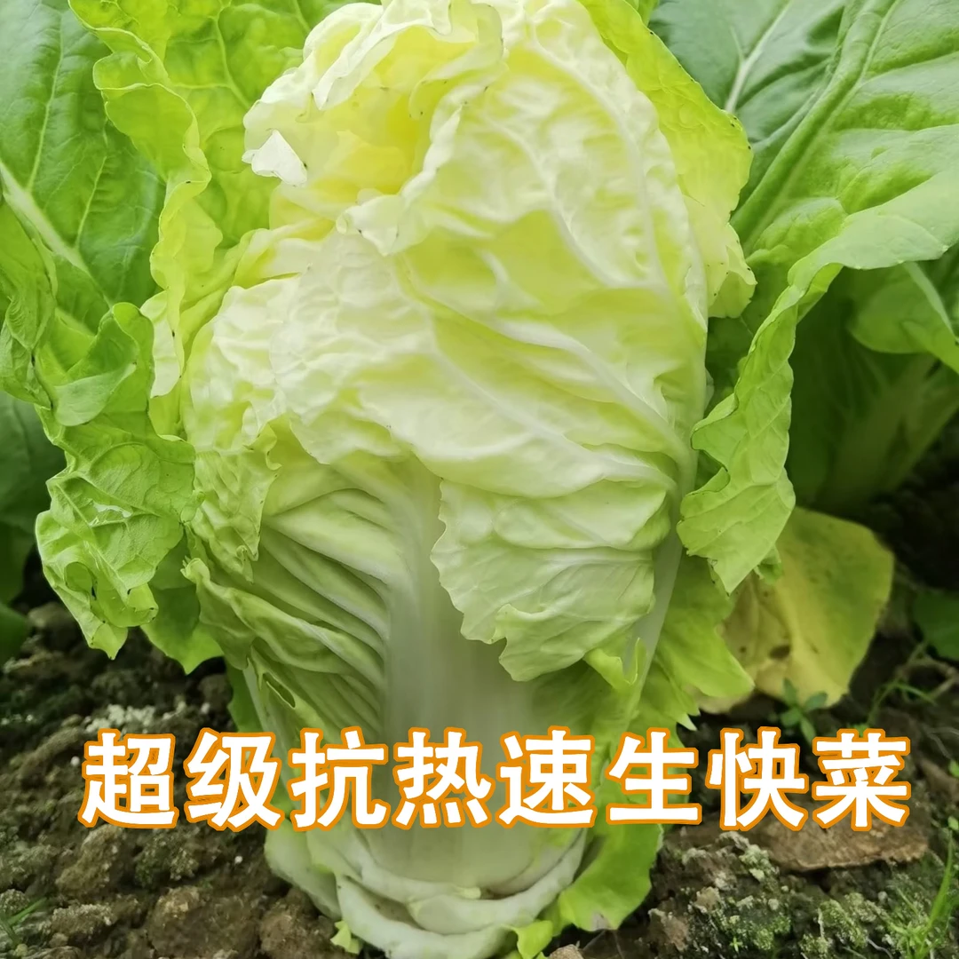 抗热快菜38天白菜种子抗病发芽全国适应种植农家菜园易播蔬菜种子