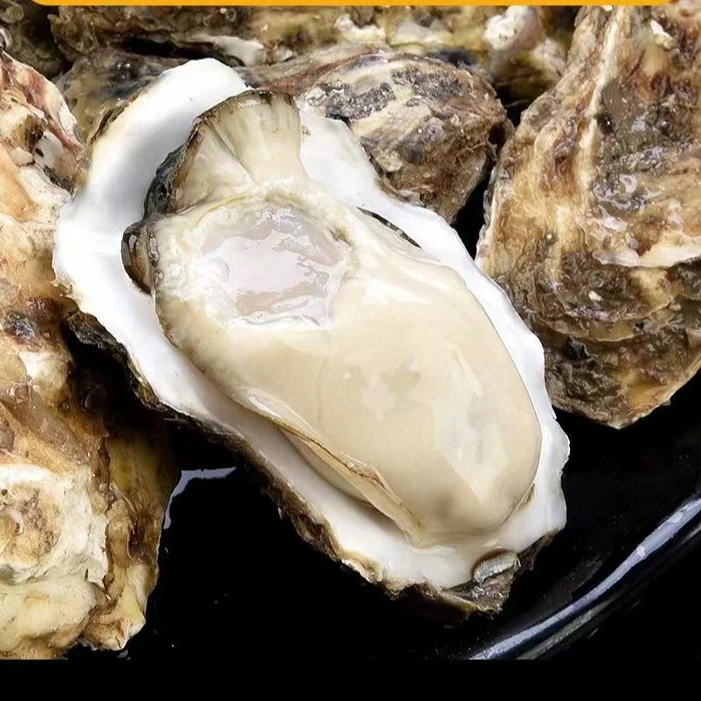 新年钜惠精品大海蛎子8斤16-25个左右不清洗请备注 清洗后会掉秤