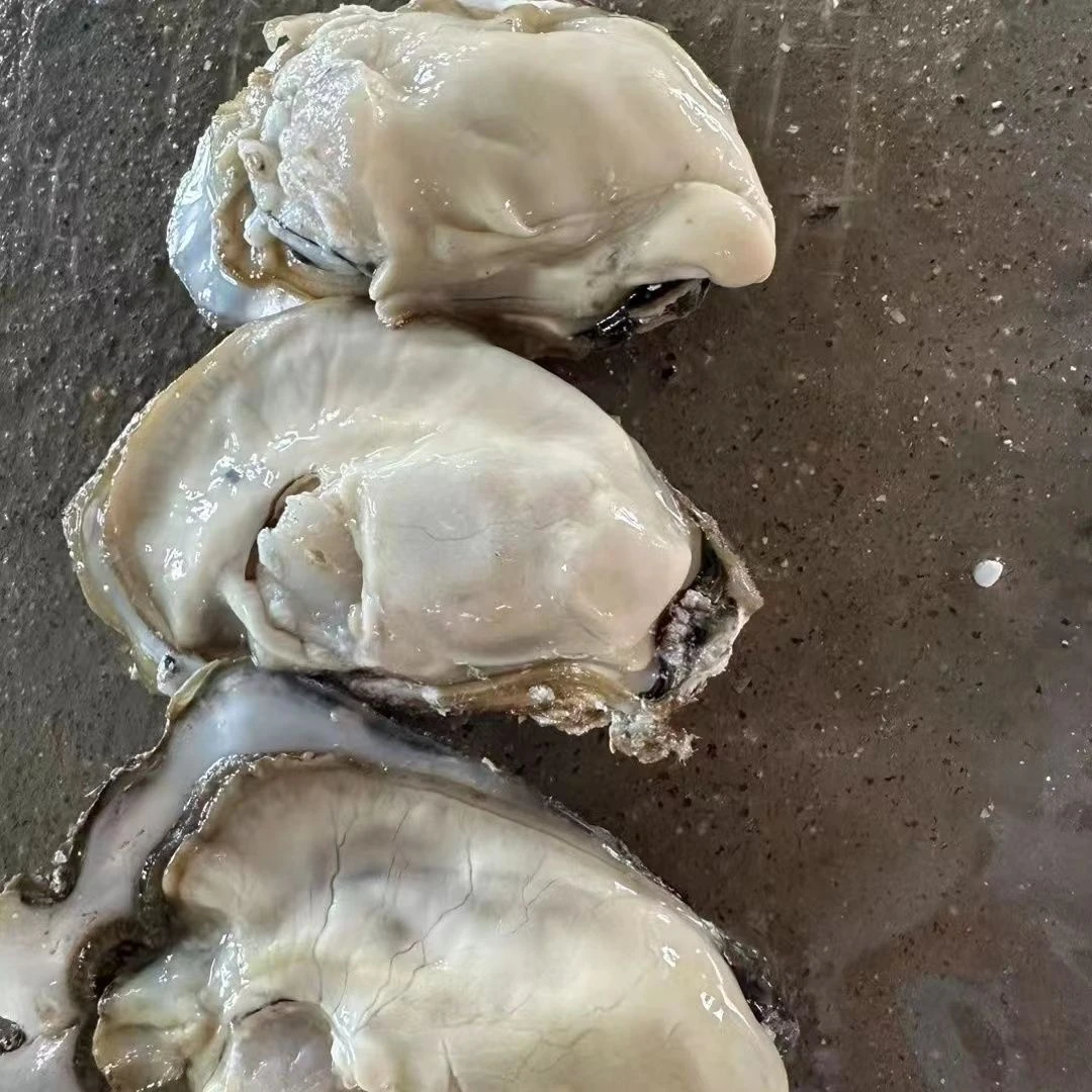 精品当地薄皮海蛎子一份9斤 （不需要清洗请备注，清洗后会掉秤）