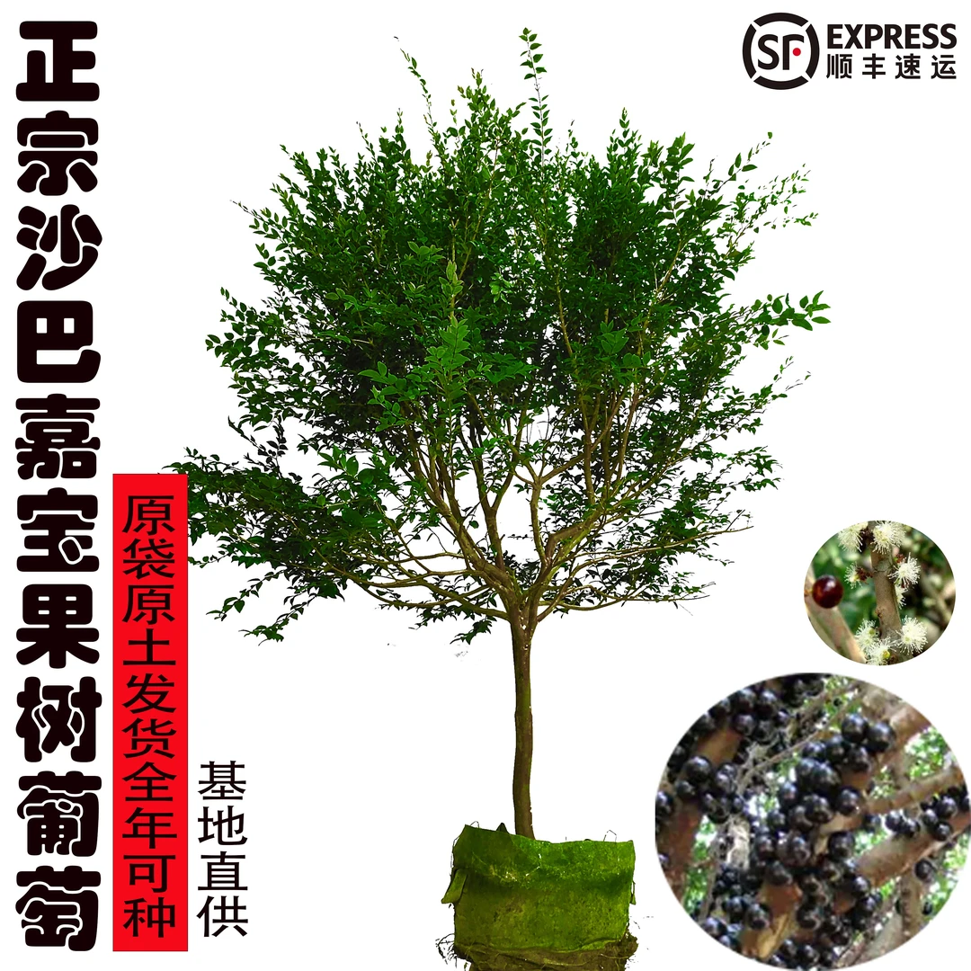 精选沙巴嘉宝果树葡萄袋装苗全年可种植