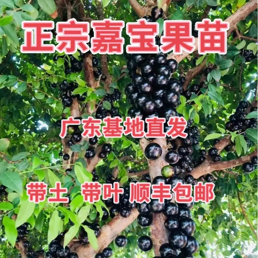 台湾沙巴嘉宝果红妃艾斯卡袋苗直播间一物一拍