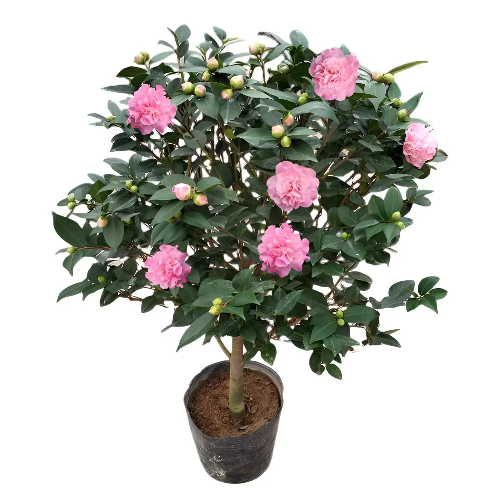 香妃山茶花树苗盆栽浓香型植物带花苞庭院室内四季青满树花苞